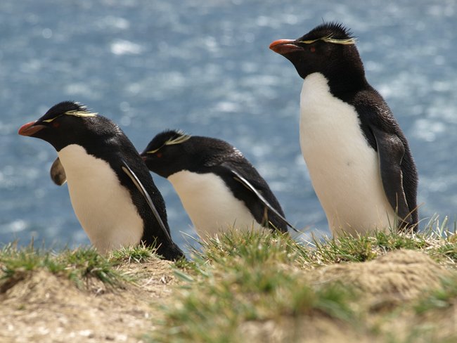 ../../Pictures/241209/014 Rockhopper.JPG